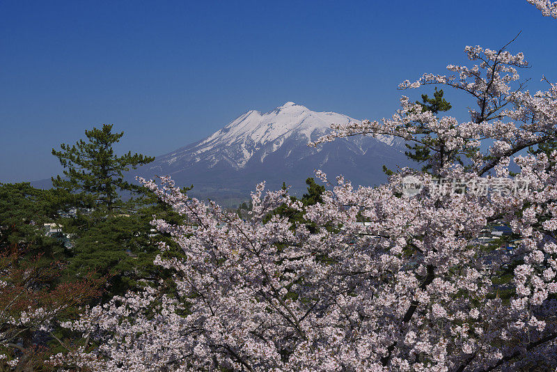 日本，青森县，广崎，青森市，广崎公园和磐城山的樱花