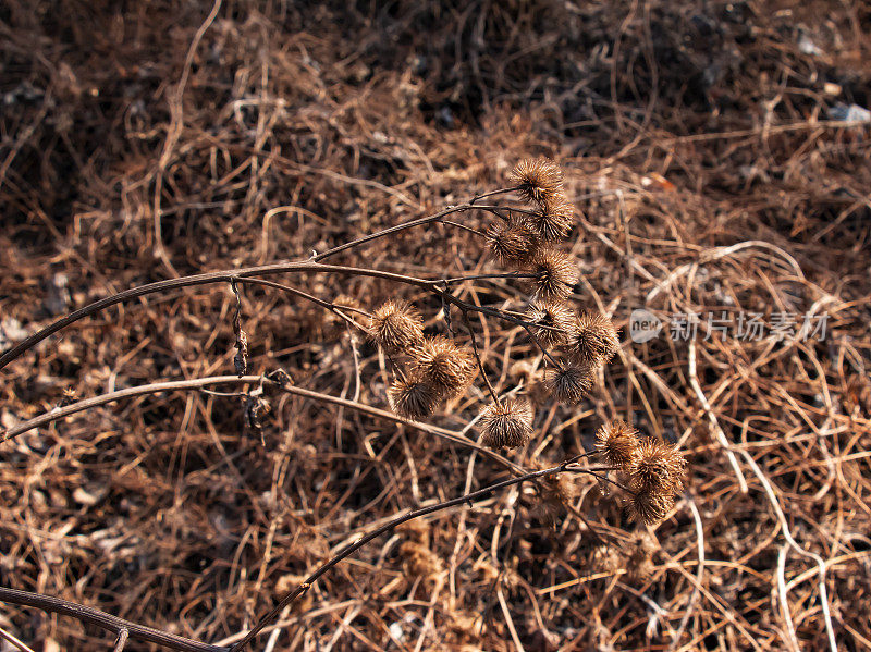 干燥的多刺牛蒡植物在自然特写。牛蒡科多刺的草本植物牛蒡或牛蒡属植物干种子头。成熟的毛刺，锋利的钩。