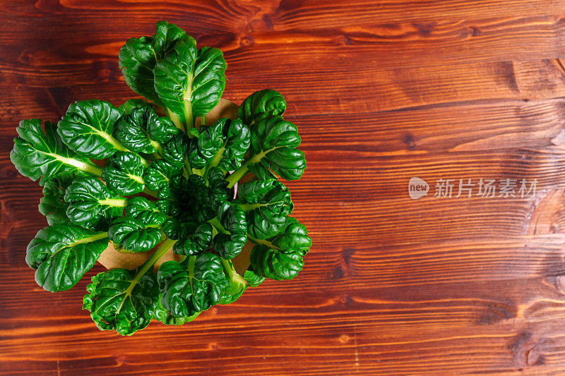 Tatsoi是一种亚洲品种的油菜，用于蔬菜种植。油菜。narinosa。本空间