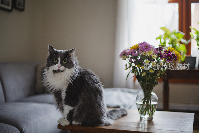 灰色的猫坐在桌子上放着花