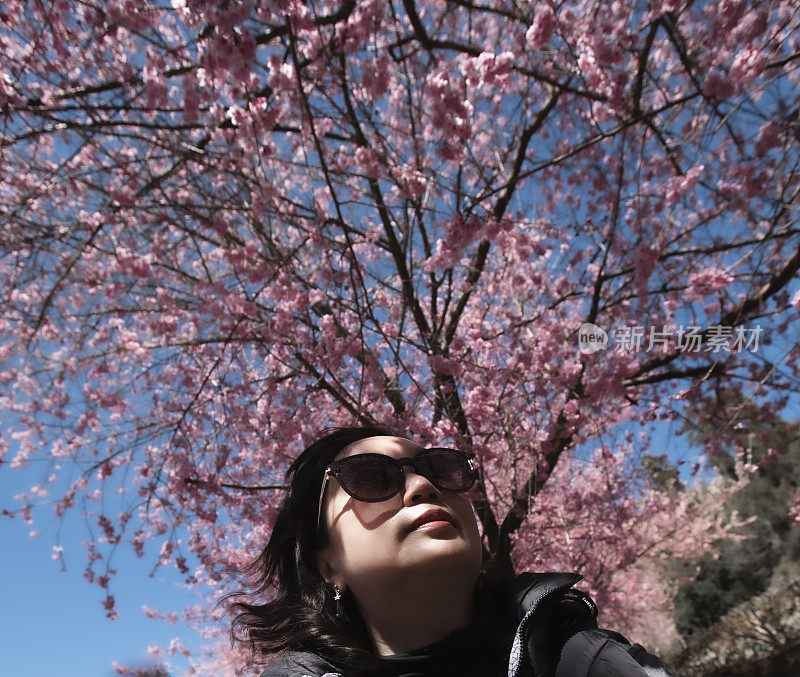 户外的快乐时光，台湾春天的樱花