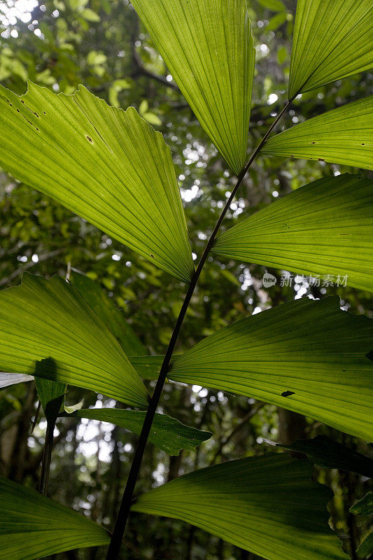 厄瓜多尔上亚马逊雨林中的树叶