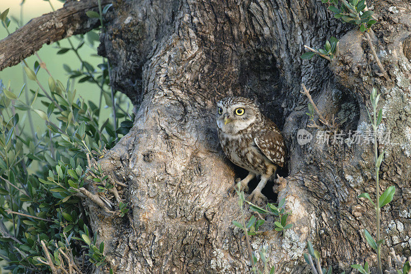 一只小猫头鹰站在树洞里的巢边