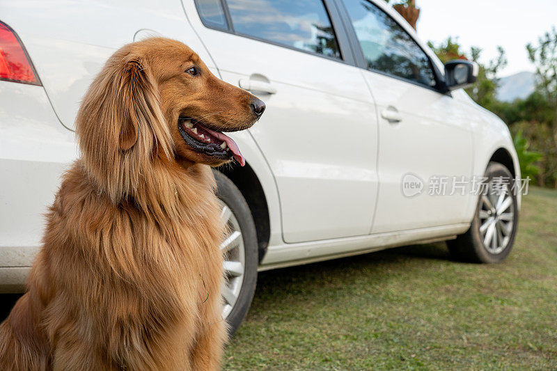 在一个美好的日子里，一只金毛猎犬微笑着向左看一辆车
