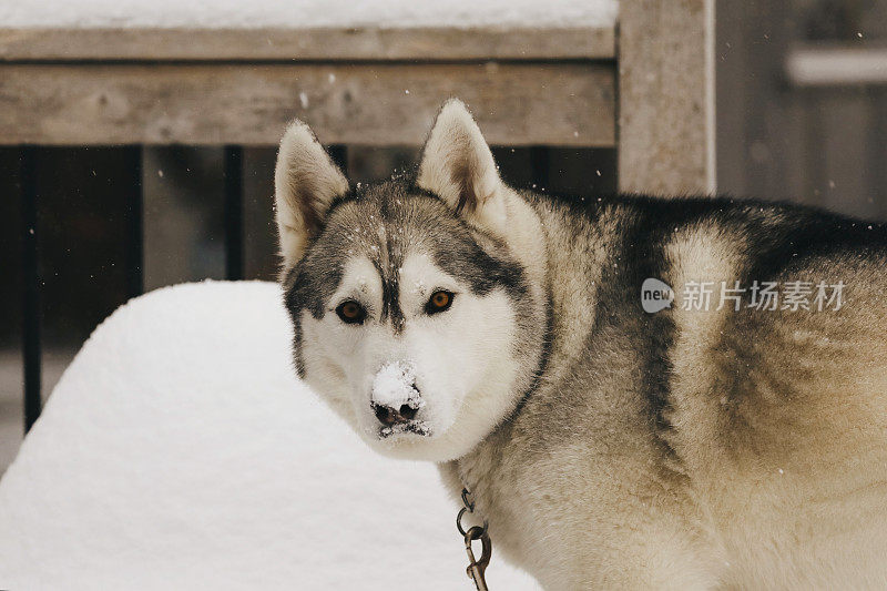 雪中的哈士奇