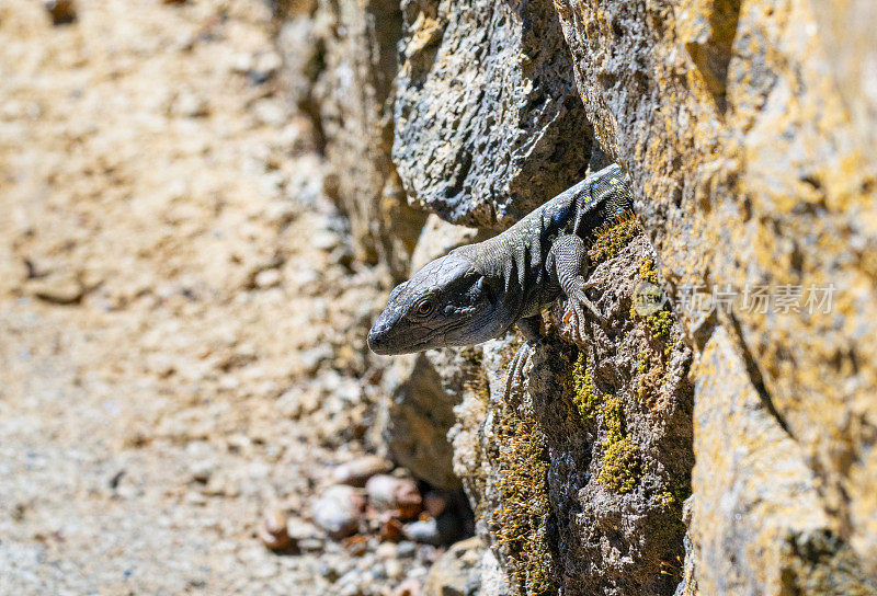 加洛蒂亚-拉帕尔马，加那利群岛动物群