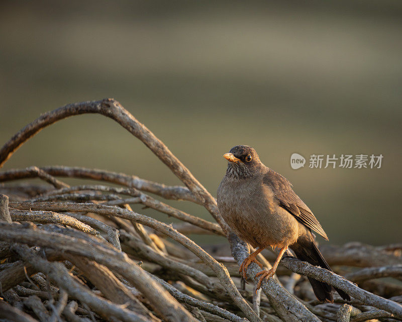 福克兰群岛(南)图尔什，图尔图斯·福克兰地，卡什群岛，福克兰群岛