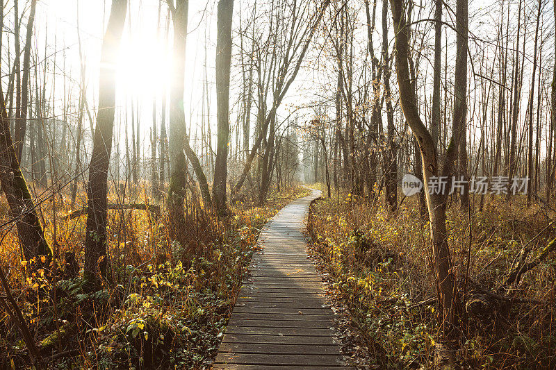秋天，人行桥，森林，太阳