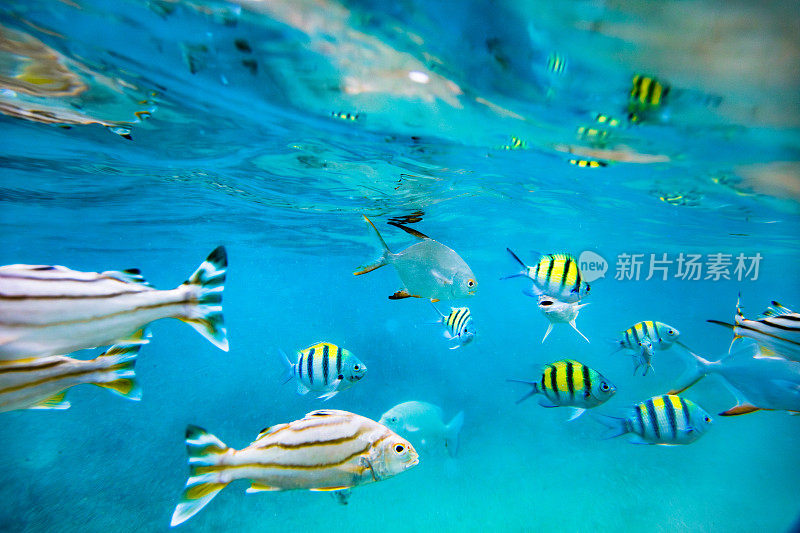 一群白色、银色、黄色和黑色条纹鱼在海洋中游泳。