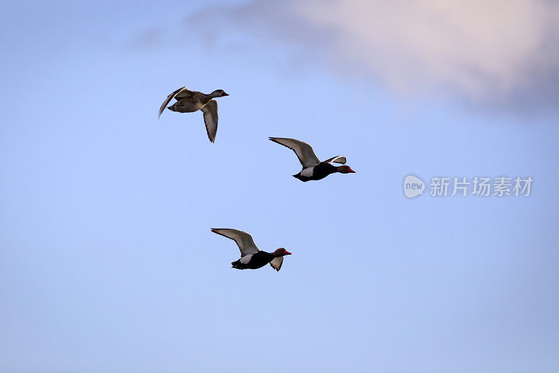 会飞的鸭子。蓝天背景。鸭子:红冠潜鸭。(内特rufina)