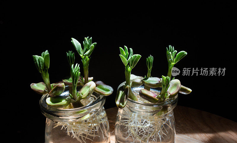 花瓶中的绿叶植物，水培植物