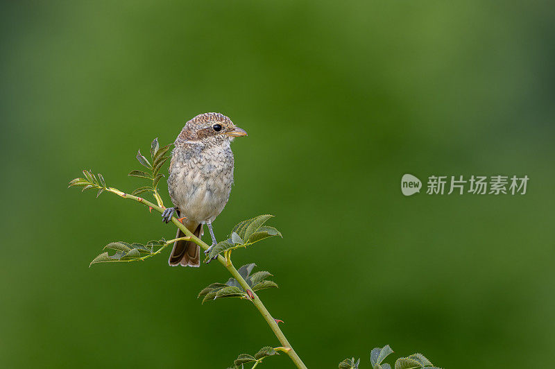 幼红背伯劳鸟(蓝背伯劳)