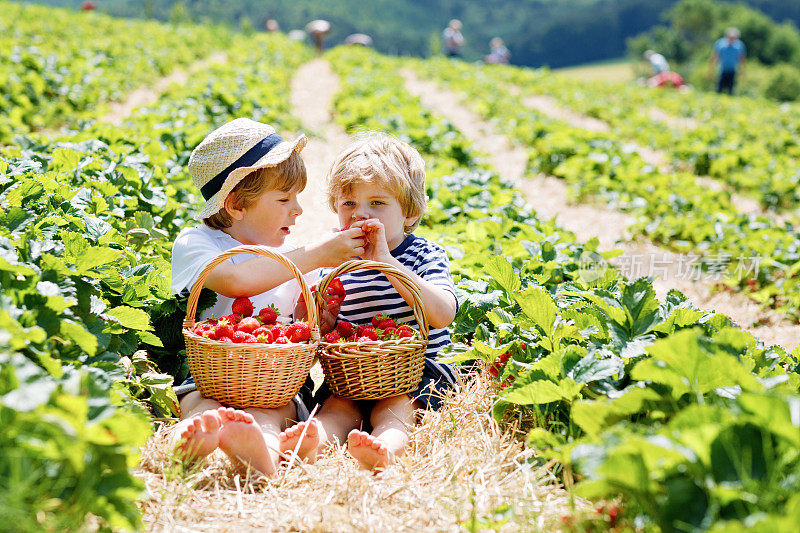 两个小男孩在夏天的草莓农场玩耍。孩子们，可爱的双胞胎吃健康的有机食品，新鲜的浆果作为零食。孩子们帮忙收割