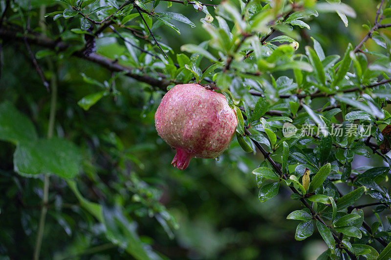 雨后的石榴树。枝上的石榴果。