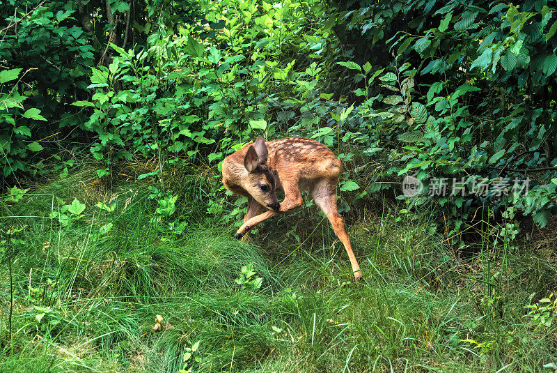 狍子小鹿