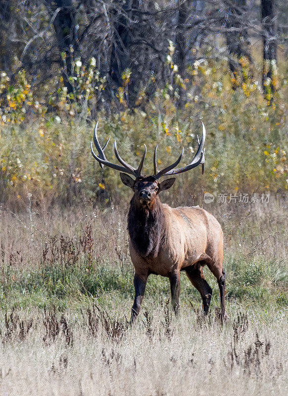 在美国蒙大拿州北部的查尔斯·m·拉塞尔野生动物保护区，在发情季节，巨大的公麋鹿看着相机