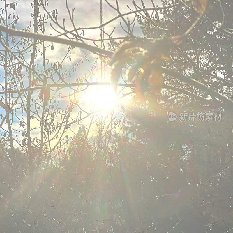 阳光穿过榛树的树枝