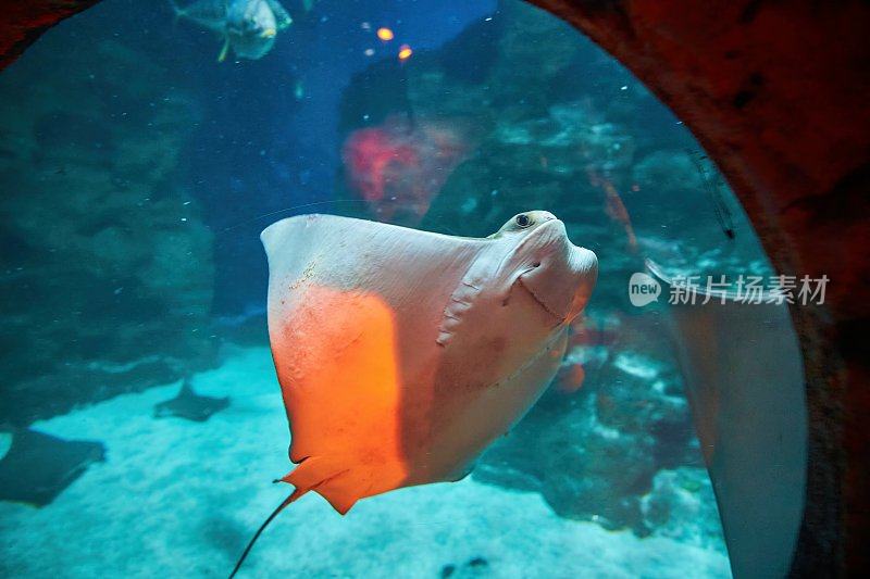 水族馆里的黄貂鱼，野外的景色。海洋水族馆。海洋动物和海洋居民。