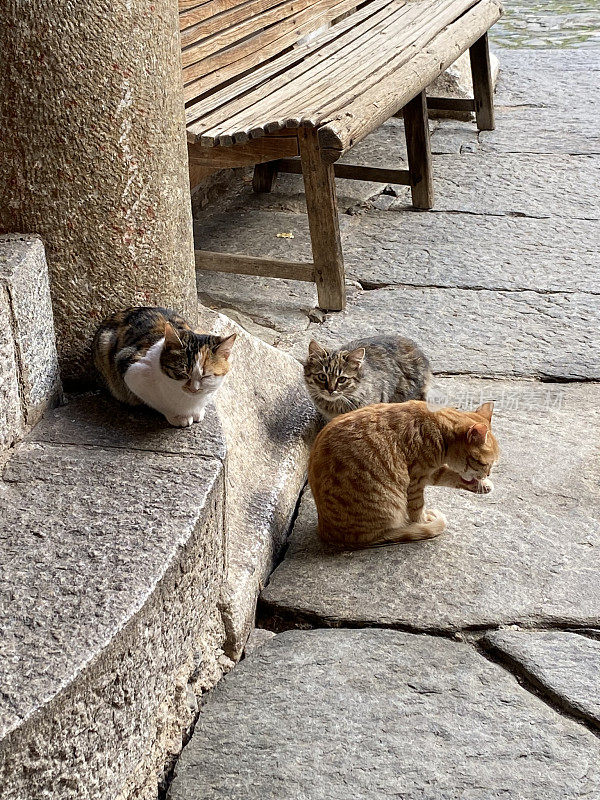 保加利亚——里尔斯基修道院的猫