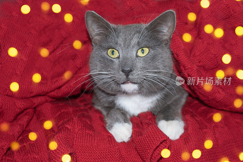 圣诞节的猫。小灰猫是针织格子，圣诞灯散景。圣诞装饰品。凯蒂准备庆祝。有趣的宠物对红毯。节日的背景。新年猫