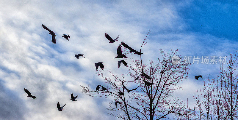 在天空的映衬下，黑乌鸦从树上飞了出来
