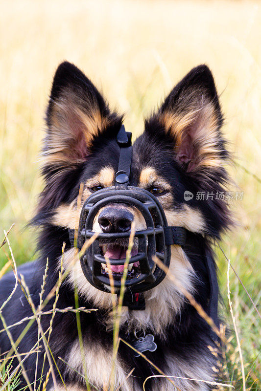 美丽的德国牧羊犬在夏天外出锻炼时躺在草地上，它的口鼻可以防止它在外出时咬其他动物。