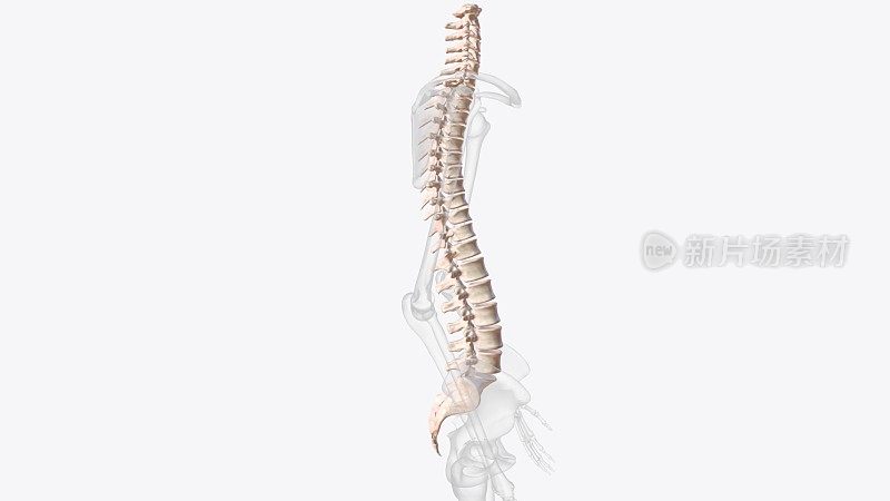 脊柱围绕着脊髓，脊髓在椎管内运动，