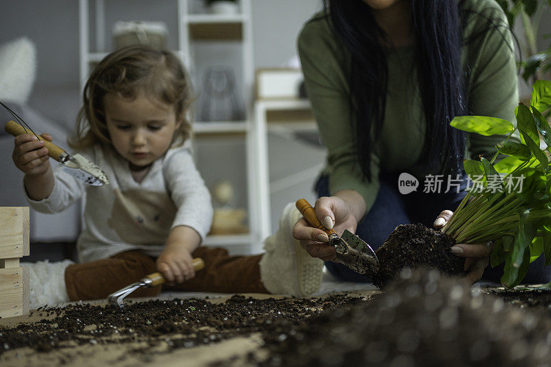 家庭园艺。妈妈和孩子重新盆栽室内植物。