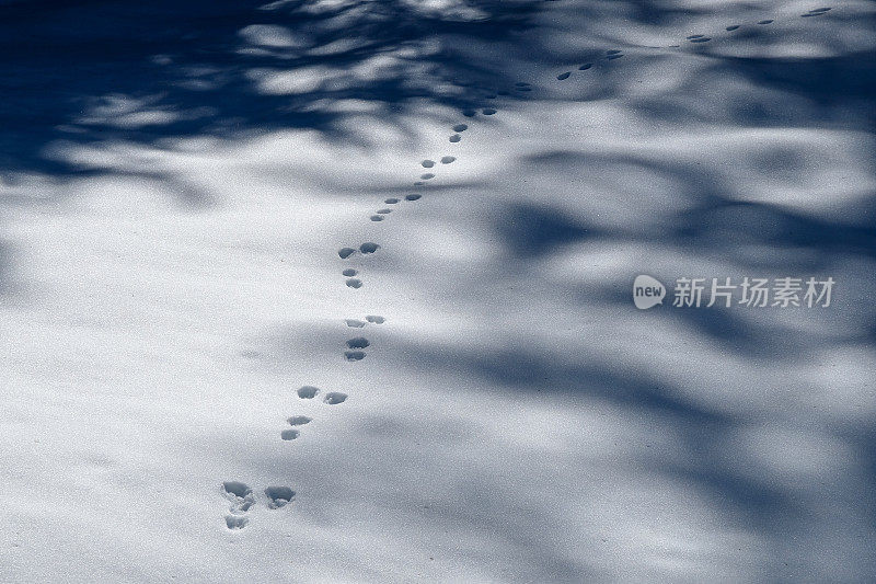 雪地上动物的脚印