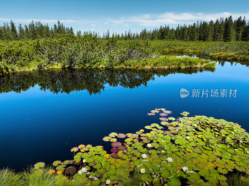 有睡莲的山湖