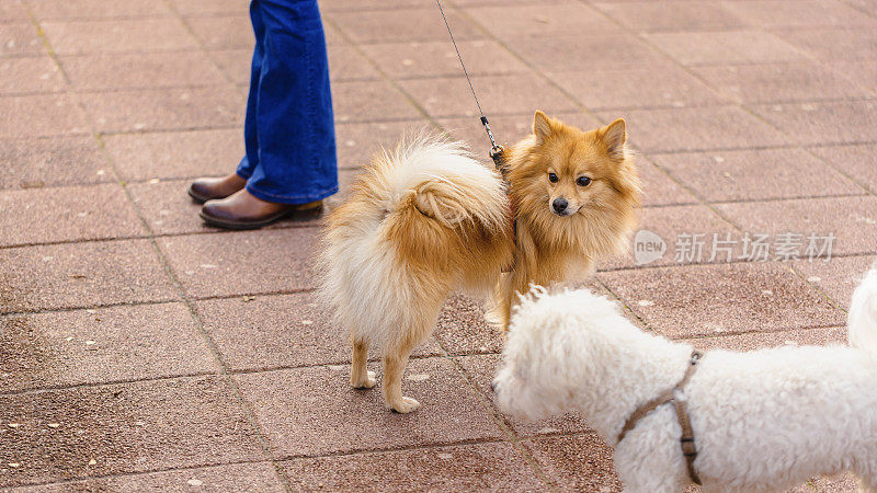 德国斯皮兹犬和比雄犬在狗狗公园玩耍