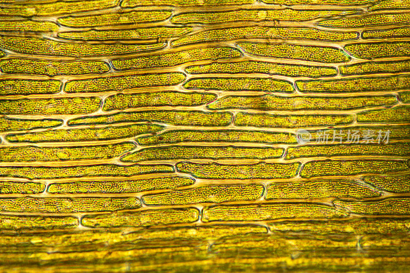 扫帚苔藓的叶子，带有金色的细胞。