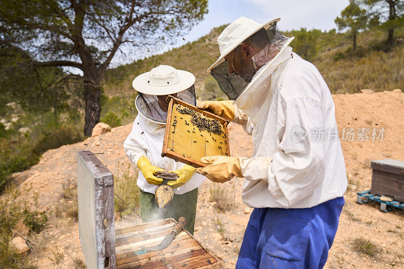 两个养蜂人正在一起从蜂箱中提取蜂蜜