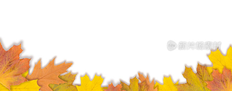 秋天的枫叶孤立在白色的背景上。秋天的树叶。前视图。横幅。