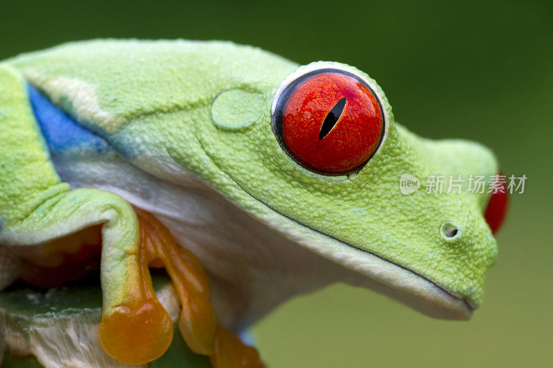 鲜艳的颜色-红眼树蛙
