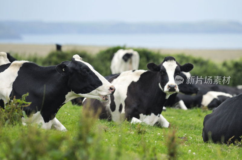 康沃尔海边的一群奶牛