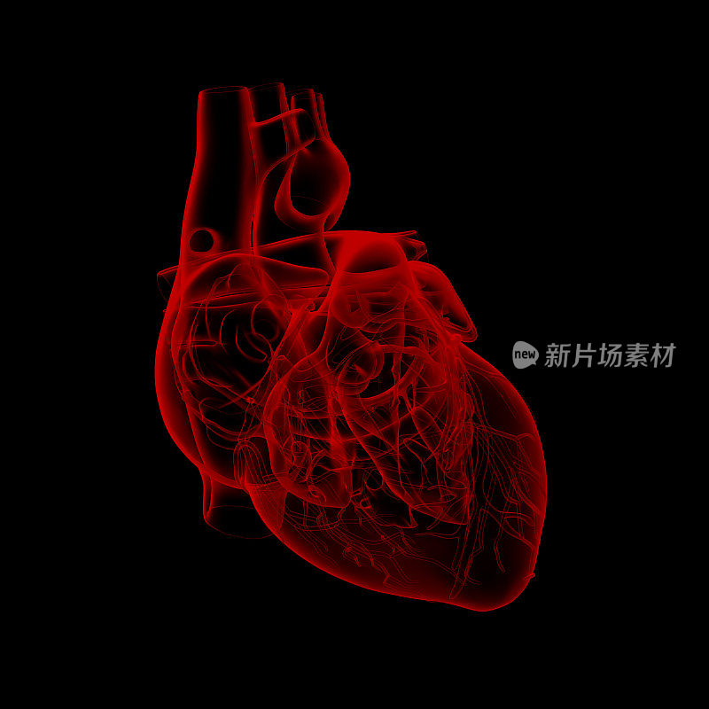 人体心脏解剖学