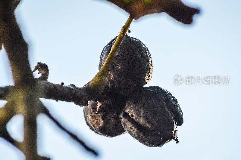 有机成熟核桃与黑色豆荚在一个小枝