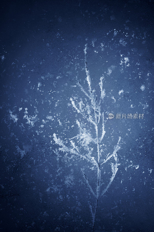 创造性的冬季背景与植物在霜冻上的蓝冰。