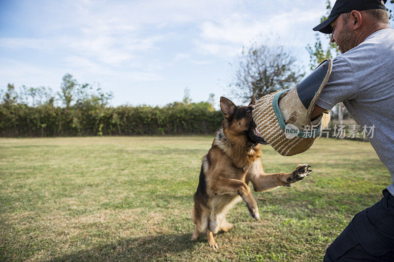 比利时牧羊犬训练犬