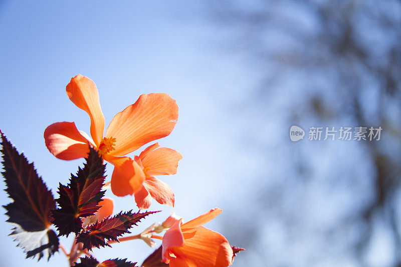 海棠花对着蓝天。