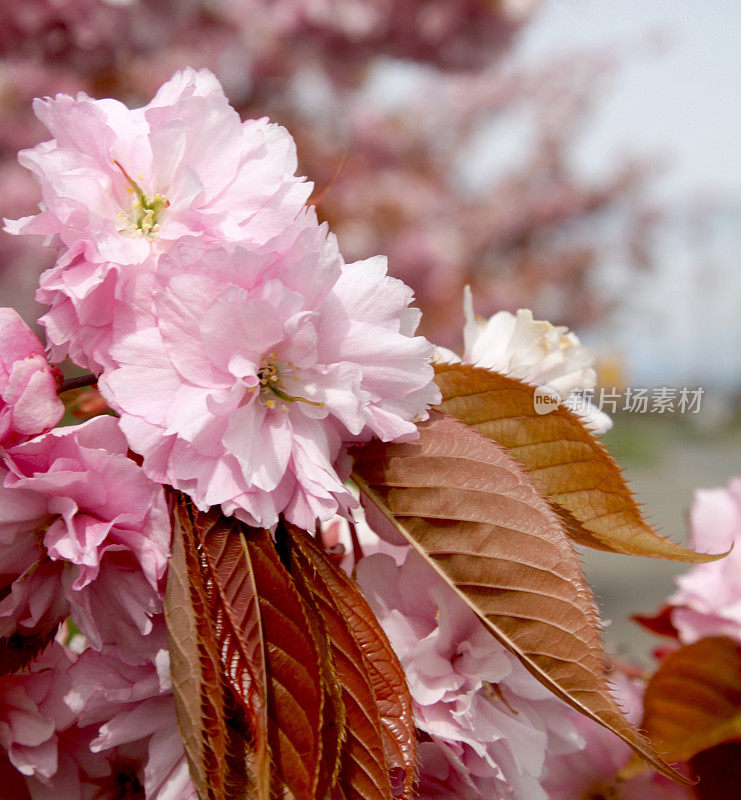 春天苹果花