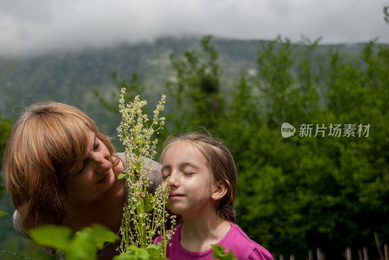 母女在山上的菜园里收获大黄叶子