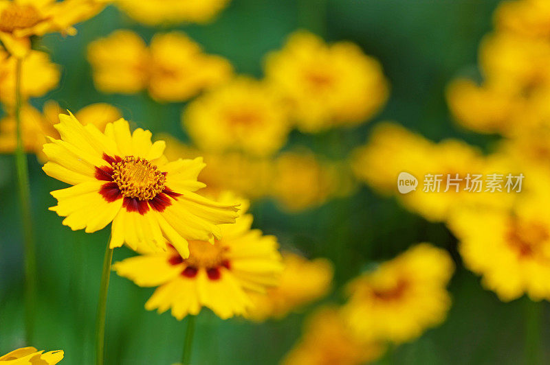 黄花植物野外特写