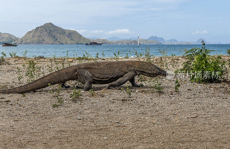 Komodo-dragon