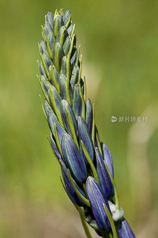 野生卡马斯芽