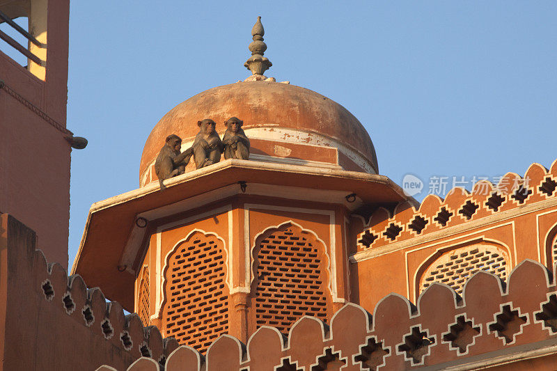 印度斋浦尔hawamahal宫殿墙上的猴子