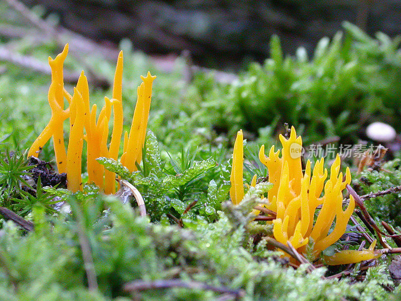 木耳(粘Calocera)