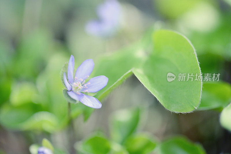 苔草在春天开花。