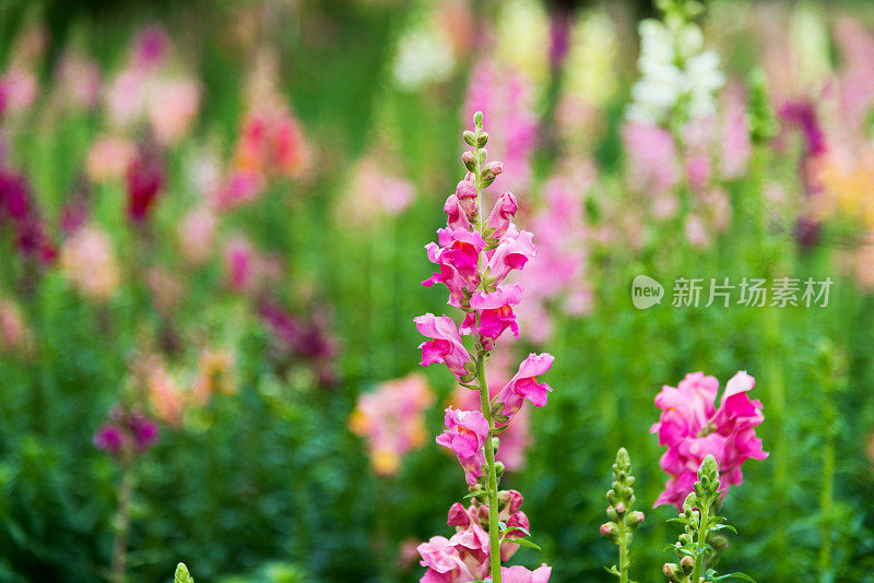 金鱼花在花园里